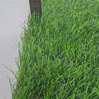 Pasto sintético Vivo Grass - 35mm - PS3501VG